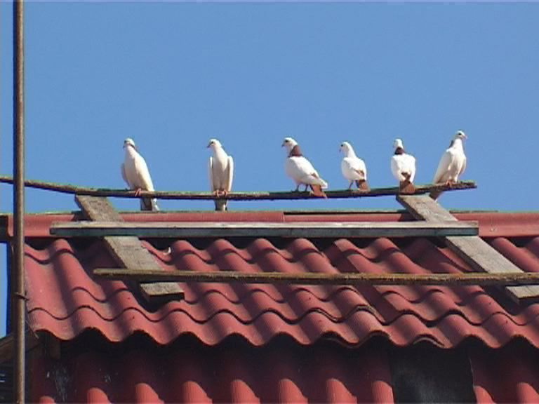 100 птиц счастья: секреты орловского голубевода 