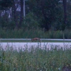 В парке "Дворянское гнездо" гуляют лисы 