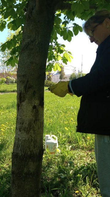 В Орле на лечение каштанов потратят почти полмиллиона рублей