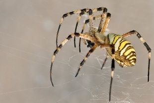 В Ливенском районе появился ядовитый паук-оса