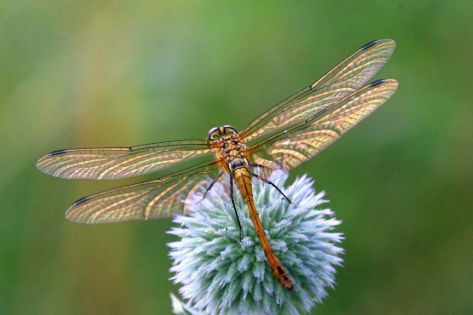 Орловчан приглашают присмотреться к «неяркой красоте русской природы»