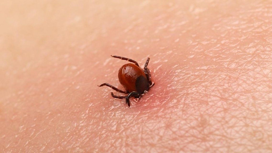 На Орловщине почти на 30 % снизилось число пострадавших от укусов клещей