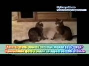 Кто сказал Мяу 30