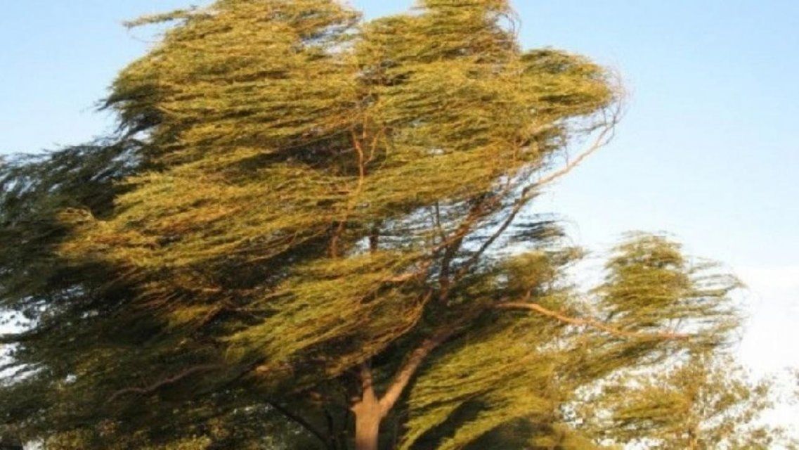 Жителей Орловщины предупреждают об усилении ветра до 20 м/с