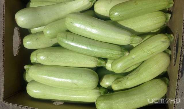 В кабачках из Турции нашли нитраты