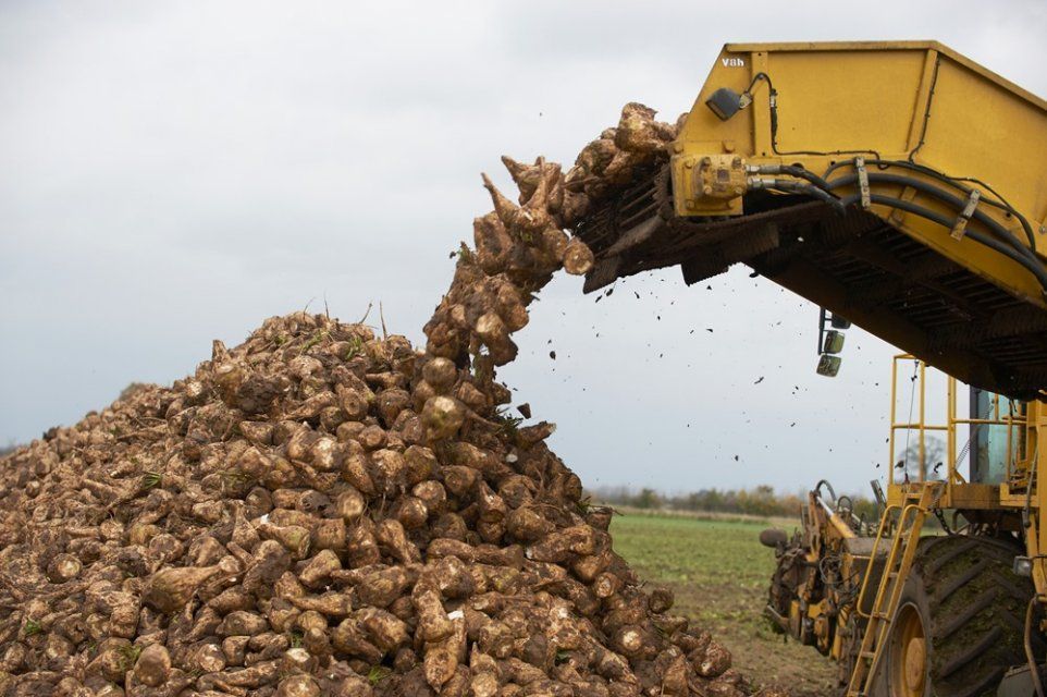 В Орле началась приемка и переработка сахарной свеклы