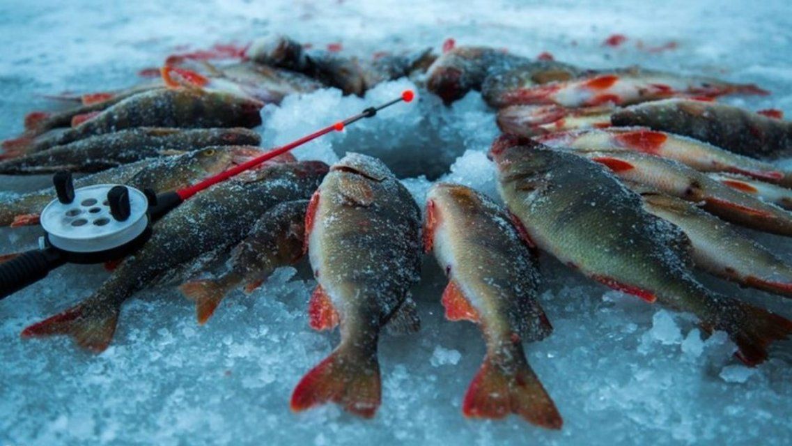 Водоемы, снасти, вес улова: новые правила рыболовства с 1 января для орловчан