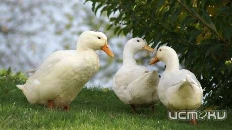 В Орловской области похитили домашнюю птицу. Возбуждено уголовное дело.