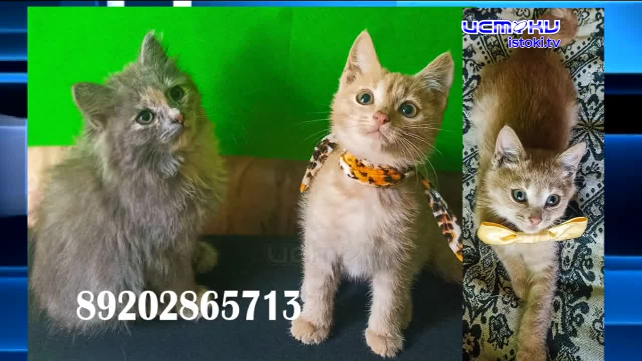 Экспресс-новости: ракетная опасность в Орловской области, штраф "Зеленой рощи" и борьба с вандалами и