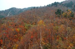 Осенняя аллергия