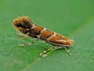 Моль-минер напала на орловские дубы