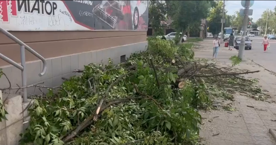 Спилили и тут же бросили. В Орле никак не уберут разбросанные ветви, после спила дерева