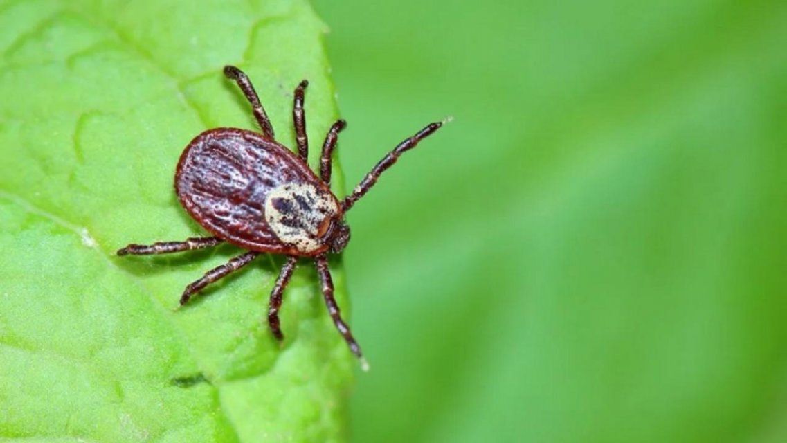 Даже во время режима самоизоляции орловчане страдают от клещей