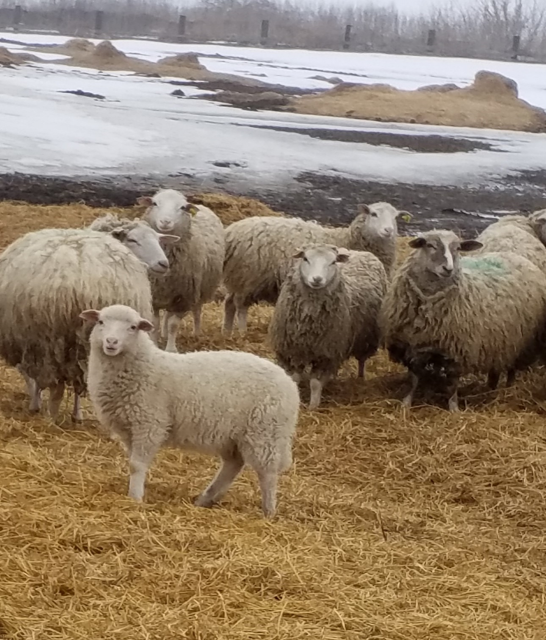 Россельхознадзор выявил нарушения ветеринарных норм на фермах ЗАО «Куракинское»