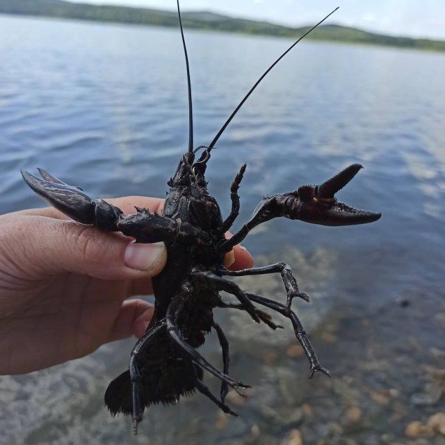 Орловский суд рассмотрел дело о запрещенной ловле раков
