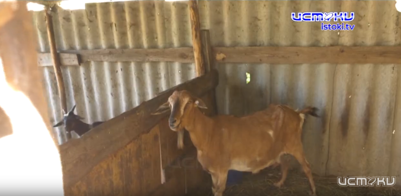 Новости маркировки животных в Орловском регионе. Смотрите выпуск программы Россельхознадзора "Экспертное мнение"