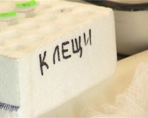 В Орловской области 79 человек пострадали от укусов клещей