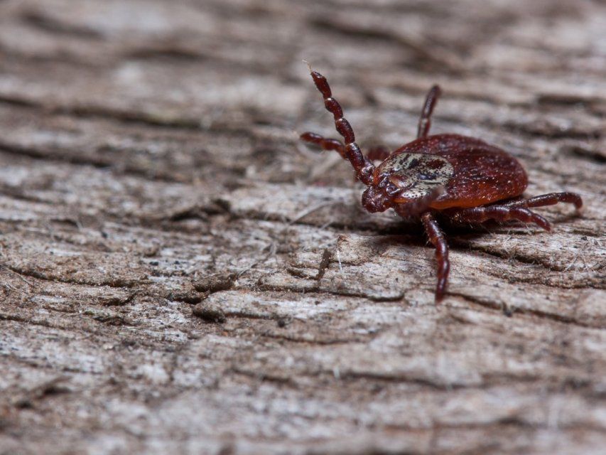 Лайфхак: как сэкономить 400 рублей орловчанам, пострадавшим от клещей