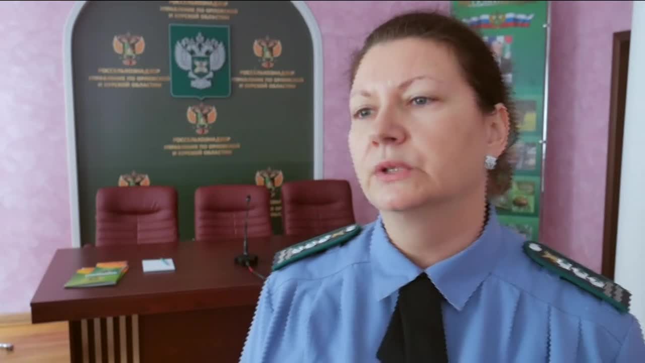 насколько опасна африканская чума свиней