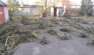 В Шаблыкинском районе полицейские нашли незаконные посевы конопли