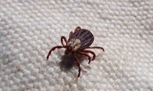 В Орловской области клещи покусали 780 жителей