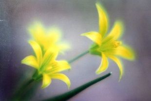 В Орле открылась фотовыставка Сергея Недосекина «Цветов волшебный цвет»