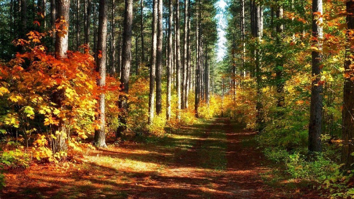 21-летняя девушка заблудилась в лесах Мценского района