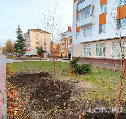 В Орле на Комсомольской стартовала высадка деревьев в рамках комплексного благоустройства