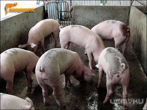 В Орле у свиней обнаружили паразитов 