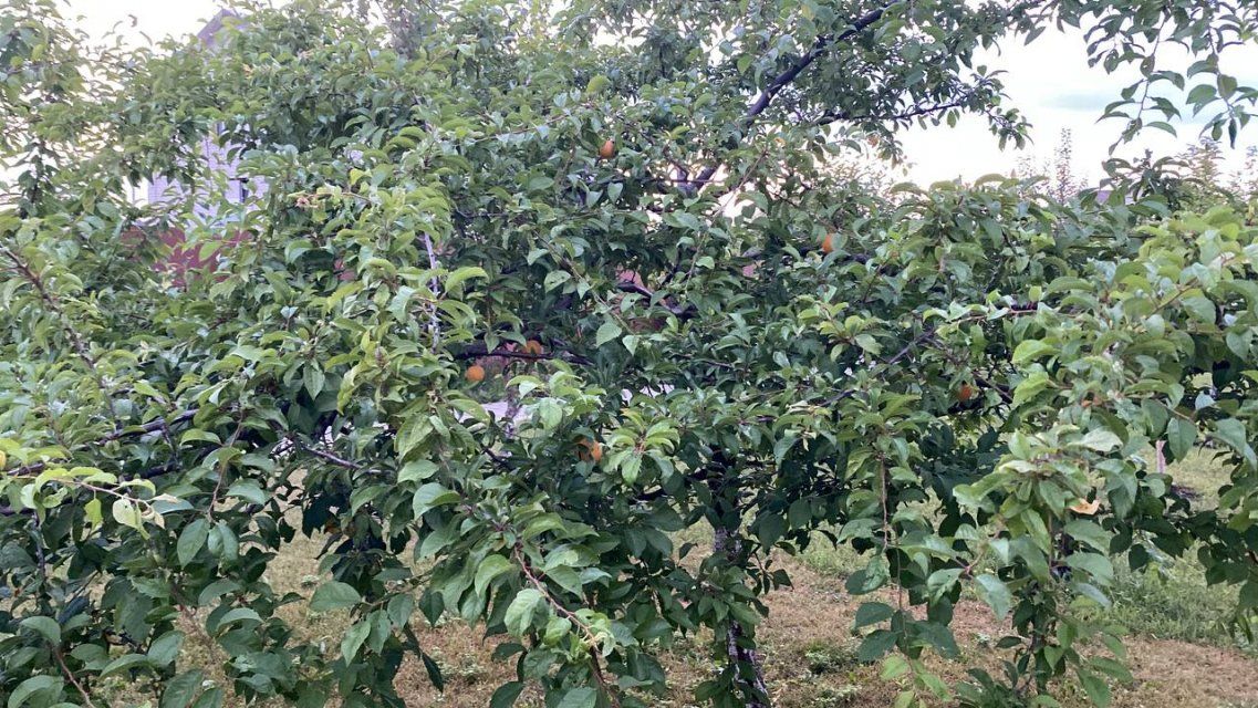 Про феромонные ловушки и вредителей в орловском регионе смотрите в программе специальных ведомтсв