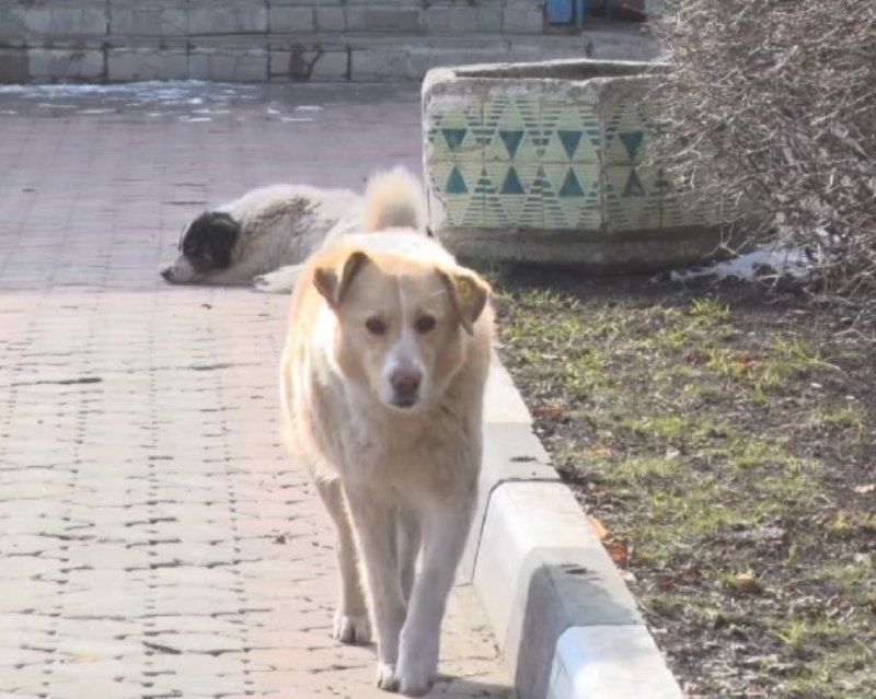 Новость от жителя о дефиците вакцины от бешенства в Орле вызвала повышенный интерес в нашей группе