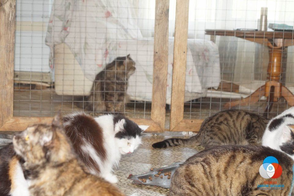 В школах Орла стартовала акция помощи бездомным животным