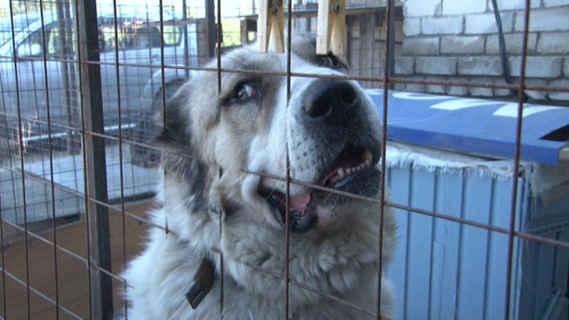 Стаи бродячих собак возле школ и детсадов пугают орловчан