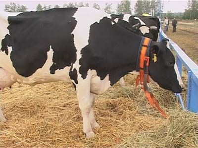 Выставка животных