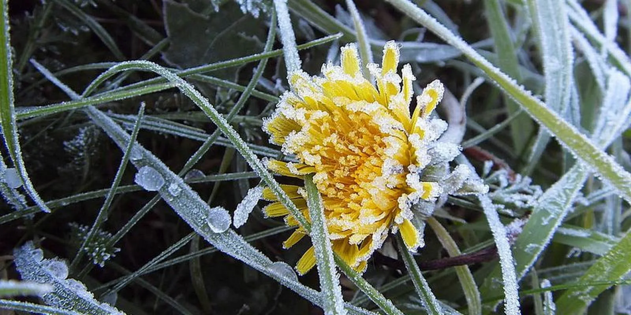 В Орловской области ожидаются заморозки!