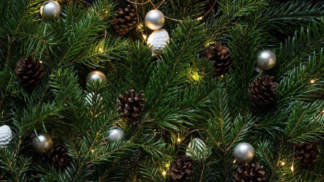 В мэрии рассказали, где орловчане смогут купить живую елку 