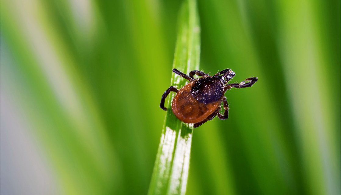 Уже более 1000 орловчан стали жертвами клещей