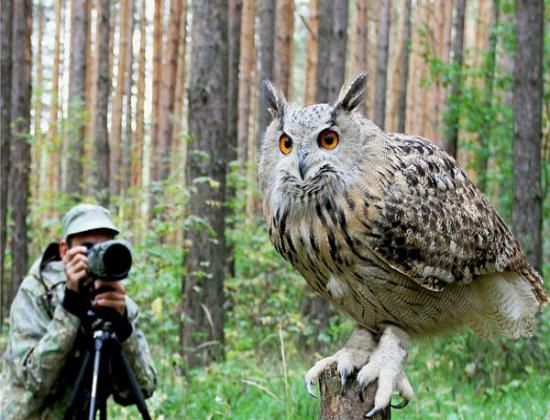 В Орле откроется выставка фотоохотников (6+)