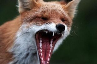 В двух районах Орловской области нашли бешеных животных 