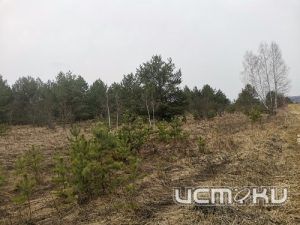 Россельхознадзор выявил зарастание сельхозземель в Орловской области