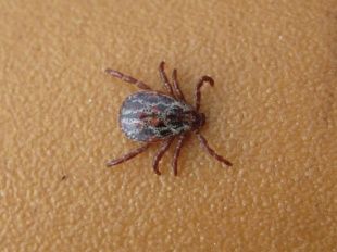 От укусов клещей уже пострадали 110 жителей Орловской области