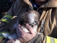 Спасатели спешат на помощь: сводка МЧС 