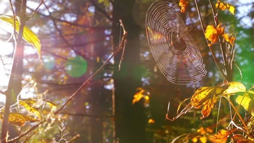 Членство Сергея Кутенёва в ЕР приостановлено, до конца недели в жилищном фонде Орла должно появиться отопление, а "Спецавтобаза" начала готовить дороги к зиме. Об этом и не только в рубрике "Экспресс-новости"