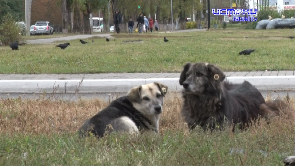 Человек собаке - друг?