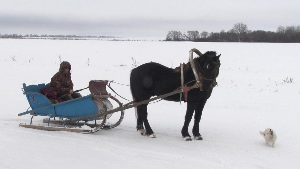 В школу на лошади: в орловской глубинке полгода не могут отремонтировать дорогу