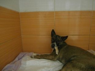 Частный домашний Орловский приют "Собака и Кот"