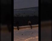 На видео попал момент похищения птиц с акватории реки в Орле