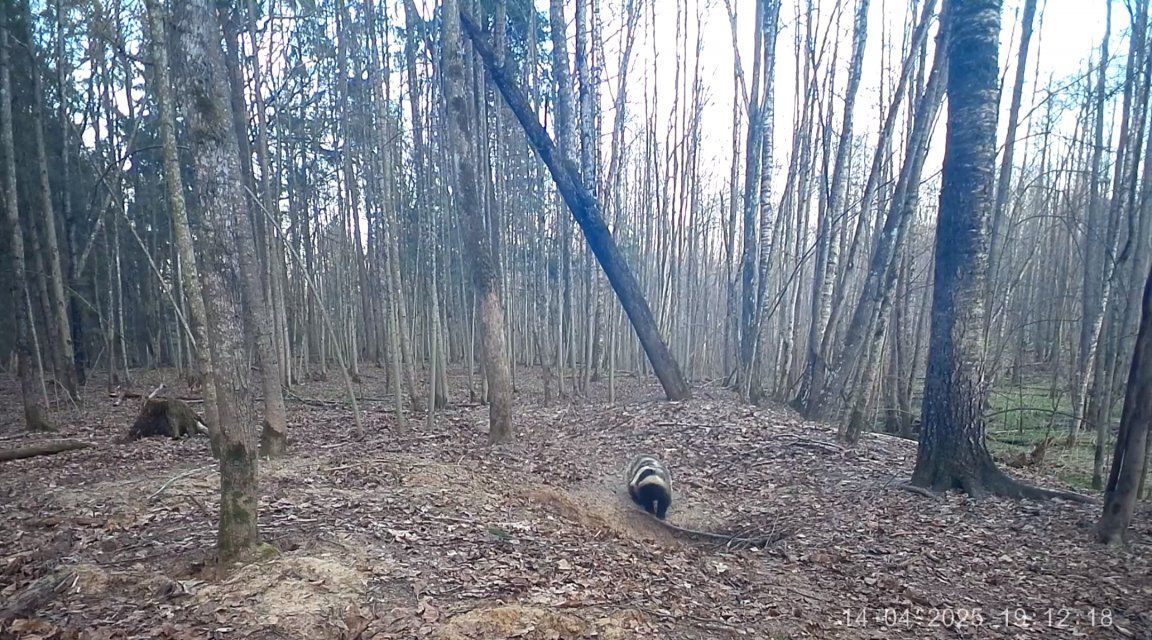Барсуки-чистюли из «Орловского полесья» дают мастер-класс по уборке в лесу
