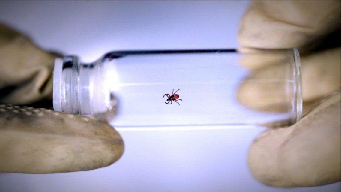 В Орловской области клещи покусали уже более 500 детей 