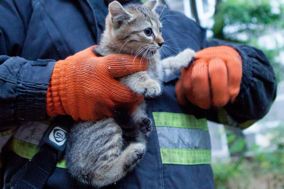 Спасатели оказали помощь обессиленной кошке